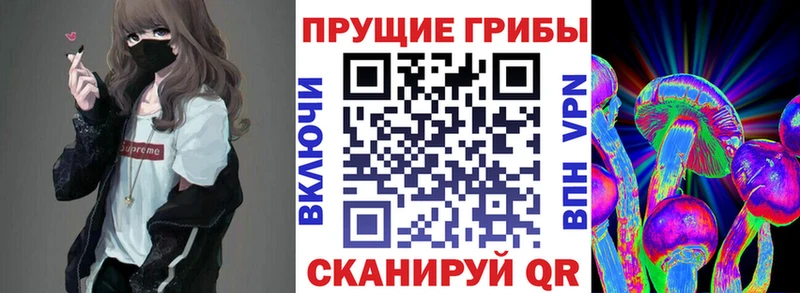 Псилоцибиновые грибы Psilocybine cubensis  Ленинградская 